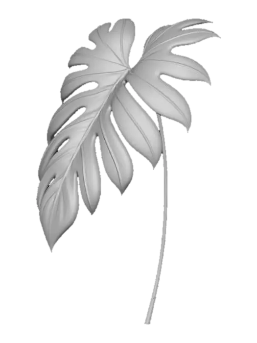 3D model for Philodendron leaf