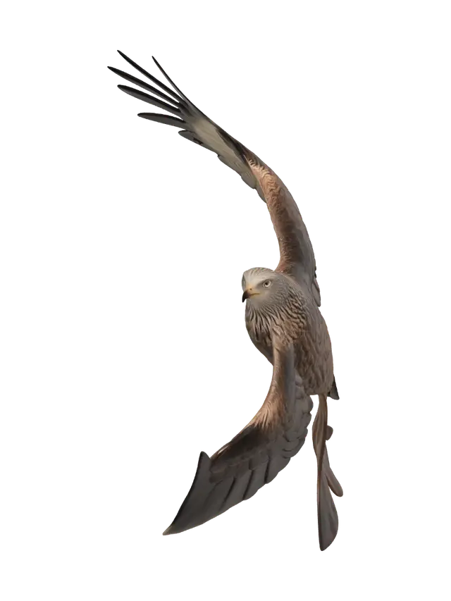 3D model for Raptor in an Arc