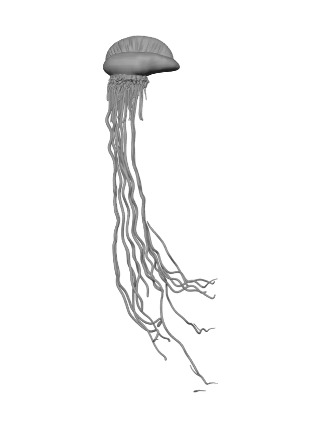 3D model for Midnight Jelly