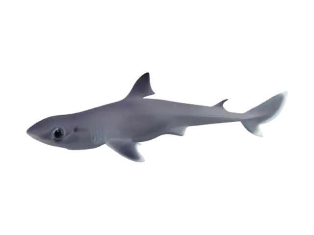 3D model for Dark Sand Shark