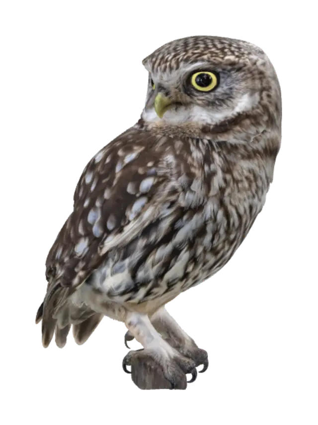3D model for Meadow Sentinel