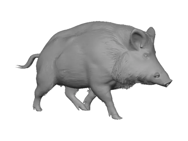 3D model for Boar in Profile