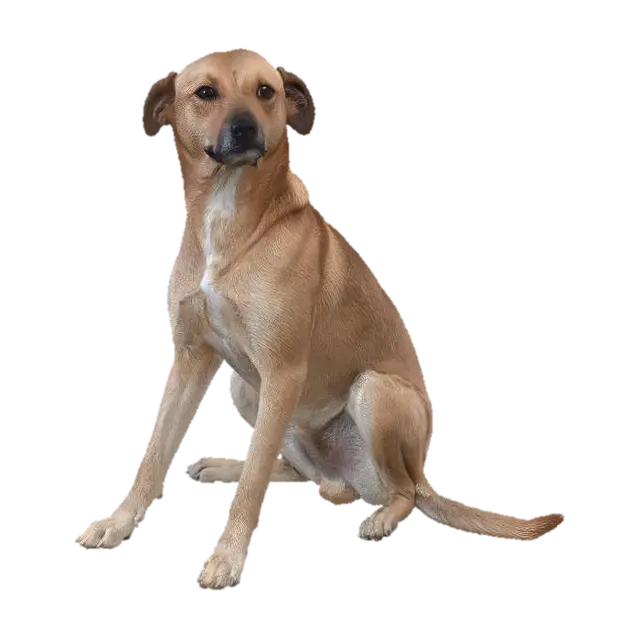 3D model for Cachorro Caramelo 
caramel dog