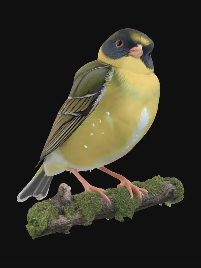 3D model for Golden Finch on a Mossy Branch