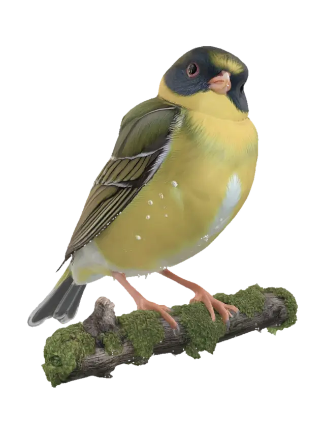 3D model for Golden Finch on a Mossy Branch