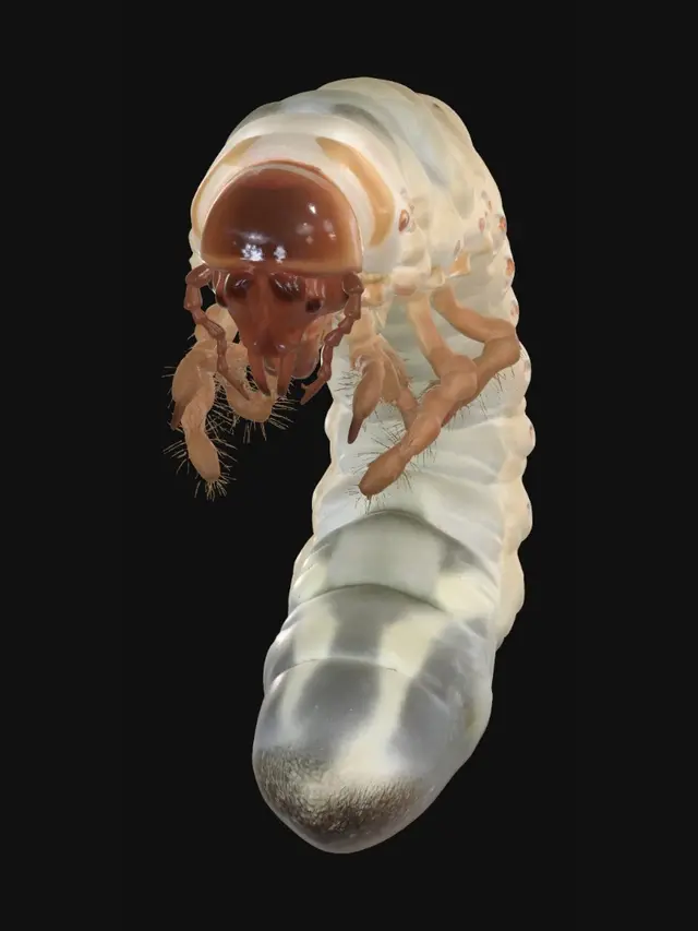 3D model for C-shaped white grub in soil