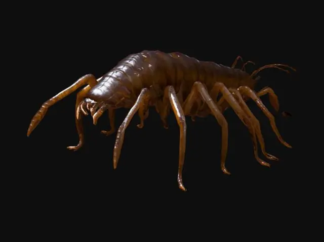 3D model for Giant monstrous centipede. Extremely elongated segmented body, stretching long and narrow like a worm. Dozens of thin insect legs running along both sides, evenly spaced. Each leg sharp, clawed, jointed, moving in waves. Glossy armored chitin covering every segment. Head small compared to body, with many eyes and sharp biting mandibles, not crab claws. Long slimy tentacles emerging from mouth and thorax, writhing and reaching. Texture rough, glossy, slimy fluids. Dark brown and black body, faint green bioluminescent glow between segments. Horror tone, unnatural predator. Realistic, cinematic detail.
