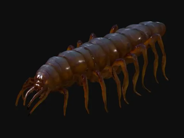 3D model for Giant monstrous centipede. Extremely elongated segmented body, stretching long and narrow like a worm. Dozens of thin insect legs running along both sides, evenly spaced. Each leg sharp, clawed, jointed, moving in waves. Glossy armored chitin covering every segment. Head small compared to body, with many eyes and sharp biting mandibles, not crab claws. Long slimy tentacles emerging from mouth and thorax, writhing and reaching. Texture rough, glossy, slimy fluids. Dark brown and black body, faint green bioluminescent glow between segments. Horror tone, unnatural predator. Realistic, cinematic detail.
