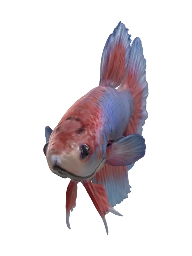 3D model for Crimson Tide Betta
