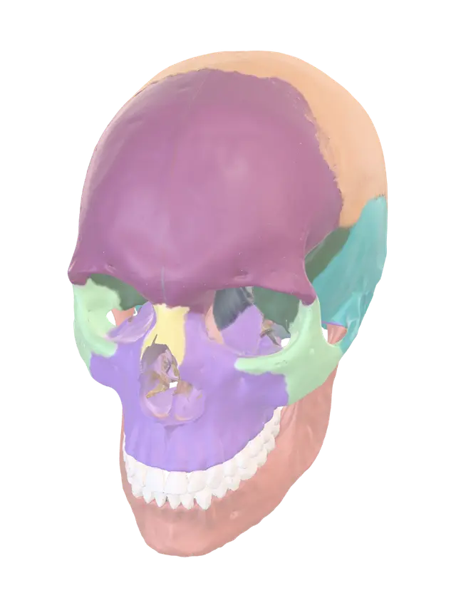 Anatomy Skull (Skull's Bones) - Xray 3D model, vytvořený pomocí AI