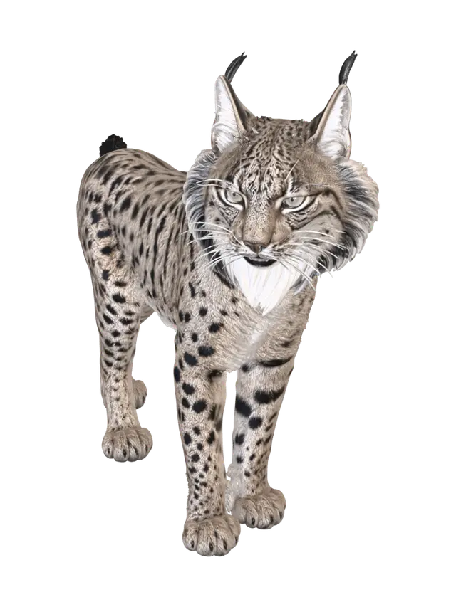 lince realista - Wildcat 3D model, vytvořený pomocí AI