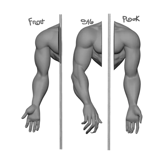 3D model for Three-View Arm Anatomy Diagram