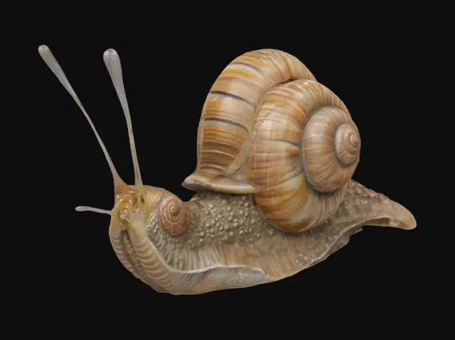 3D model for Giant Snail Sculpture