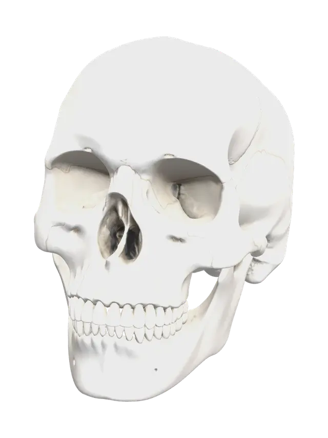 Realistic Skull Diagram - Vertebrae 3D model, vytvořený pomocí AI