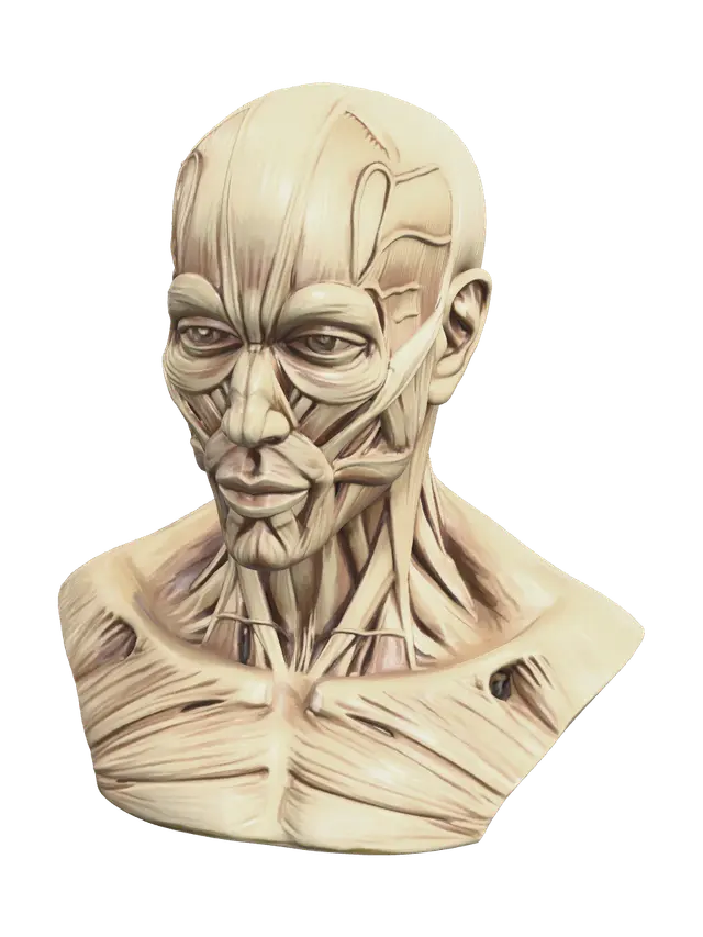 Realistic Skull Diagram - Vertebrae 3D model, vytvořený pomocí AI