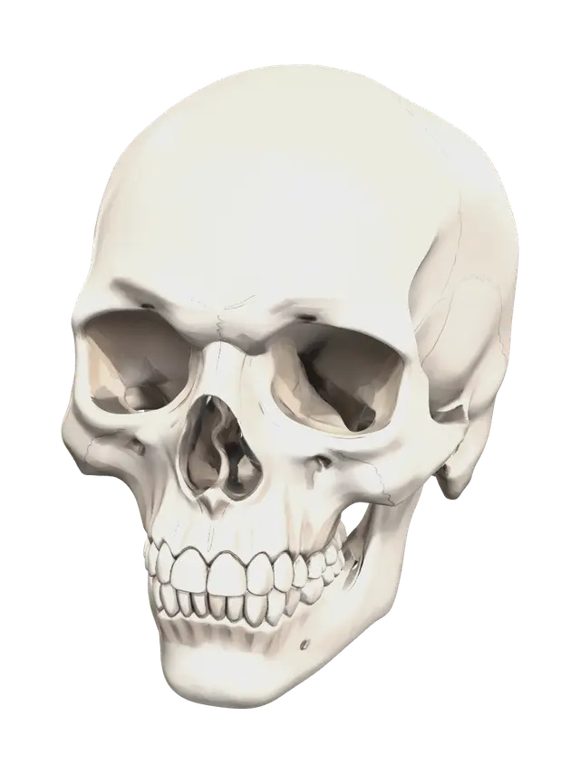 3D model for Modern Skull Diagram