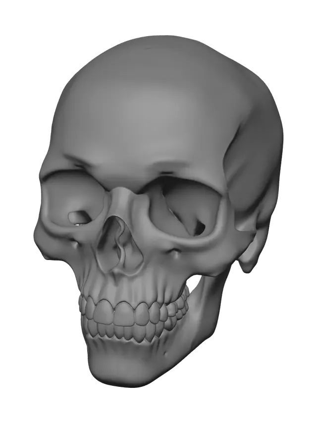 3D model for Modern Skull Diagram