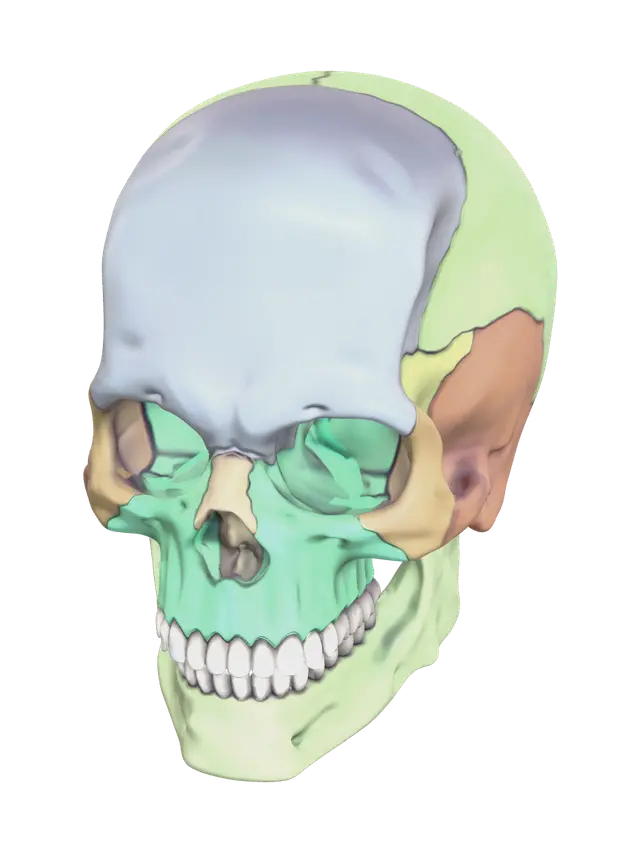 3D model for Low-Poly Skull Diagram