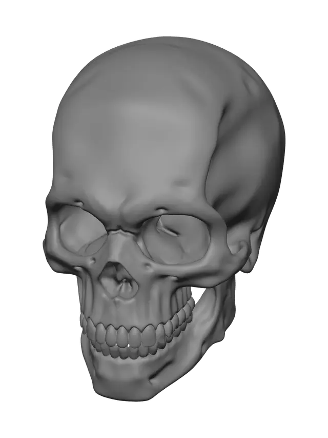 3D model for Low-Poly Skull Diagram