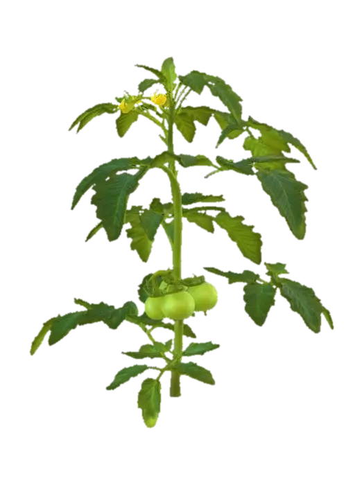 Green Tomatoes on a Tomato Plant - Vine 3D model, vytvořený pomocí AI
