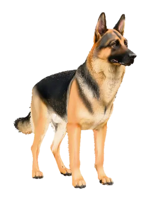 Model 3D A photorealistic, anatomically correct German Shepherd dog in a neutral standing P-pose.… - Posed, dijana oleh AI