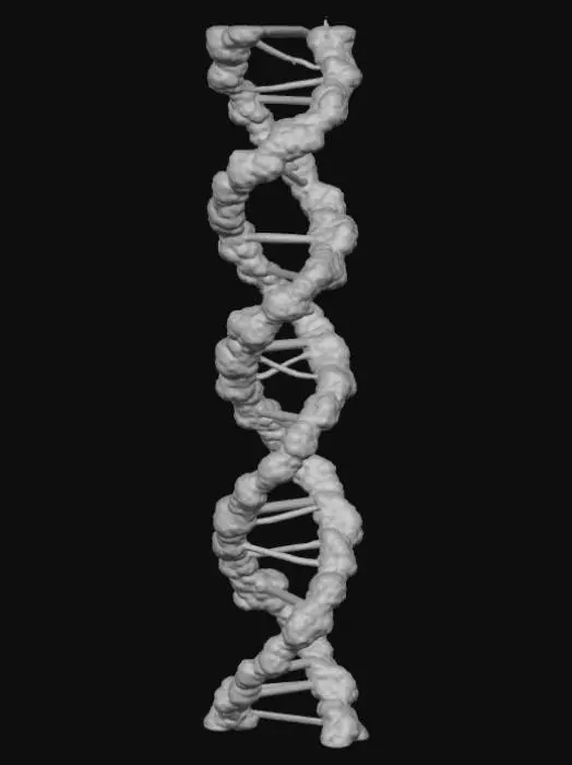 3D model for Una molecola di DNA tridimensionale, a doppia elica, è visualizzata con una texture biologica, leggermente traslucida e rugosa sulle catene esterne di zucchero-fosfato blu-violacee. Le basi interne appaiono come molecole stilizzate e luminose: Adenina (A) è blu, Timina (T) è rossa, Guanina (G) è verde e Citosina (C) è gialla, tutte connesse da sottili legami orizzontali e immerse in uno sfondo nero profondo che esalta la loro luminescenza interna.