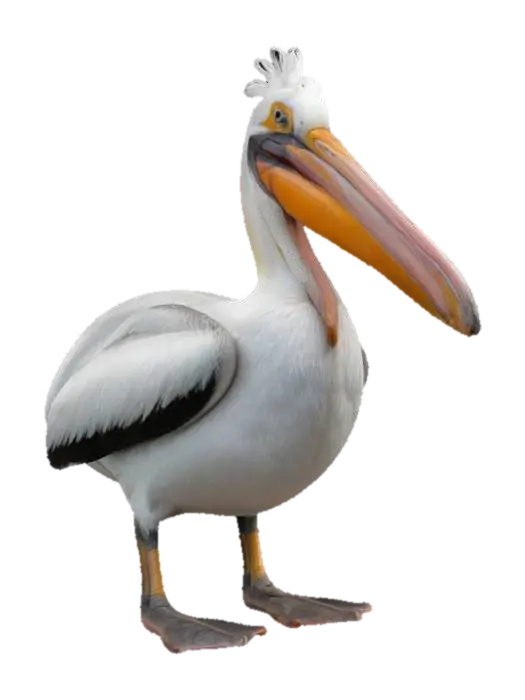 pelican, simplified 3D model, vytvořený pomocí AI