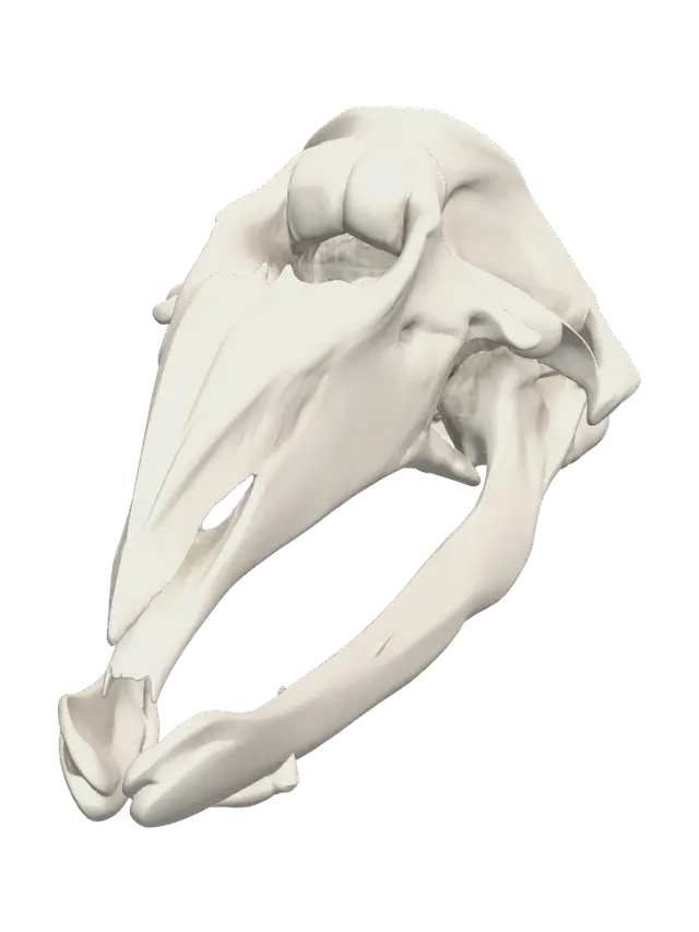 3D model for Fantasy Whale Skull