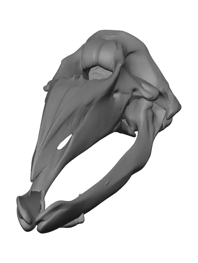 3D model for Fantasy Whale Skull
