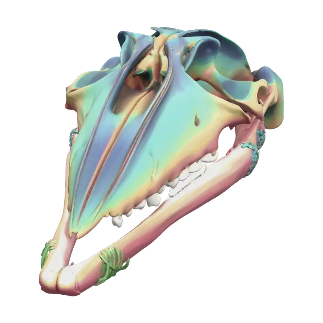 3D model for Realistic Whale Skull