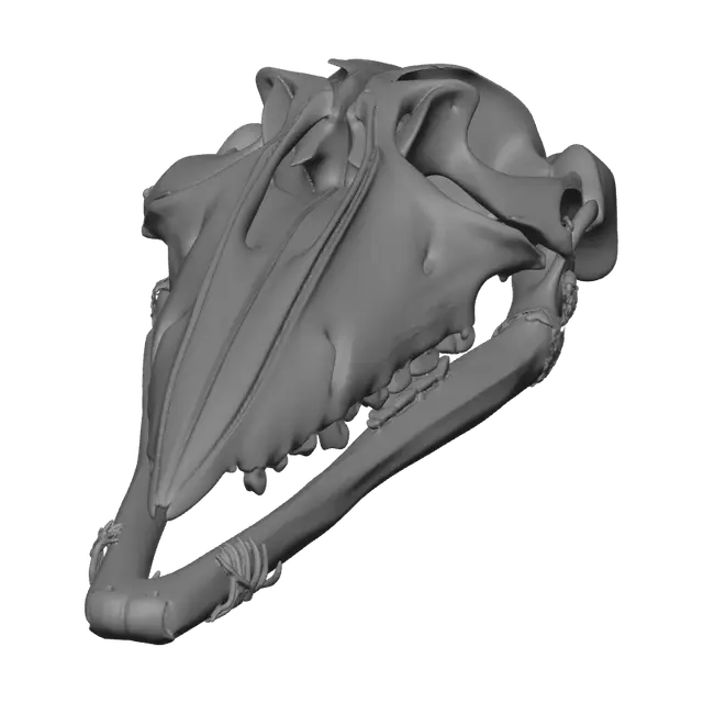 3D model for Realistic Whale Skull