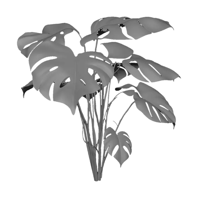 3D model for Monstera Split-Leaf