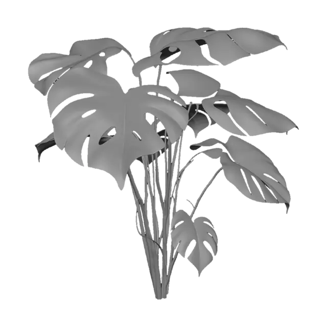 3D model for Monstera Split-Leaf