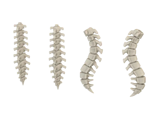 3D model for Columna Ósea