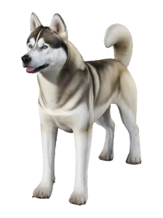 A Syberian Husky Dog - Breeds 3D model, vytvořený pomocí AI