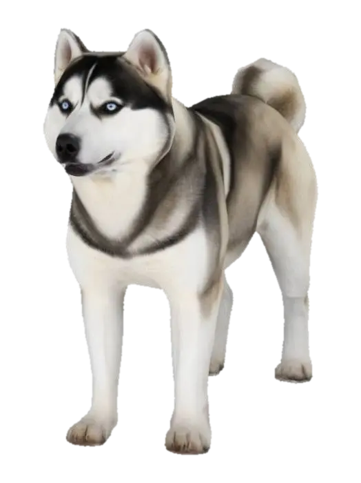 A Syberian Husky Dog - Breeds 3D model, vytvořený pomocí AI