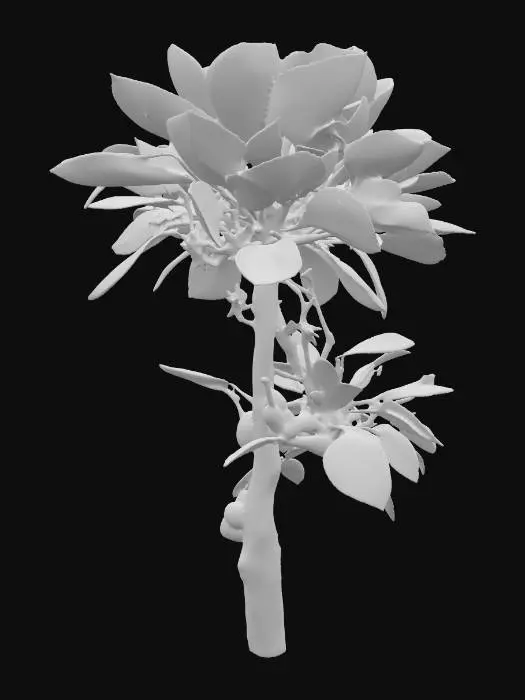 3D model for Generate an 3d model of Strychnine Tree (poison nut) plant/herb.