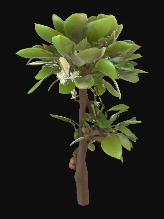 3D model for Generate an 3d model of Strychnine Tree (poison nut) plant/herb.