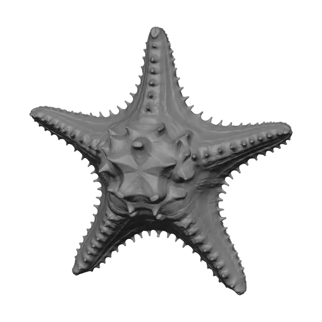 3D model for Low-Poly Seastar