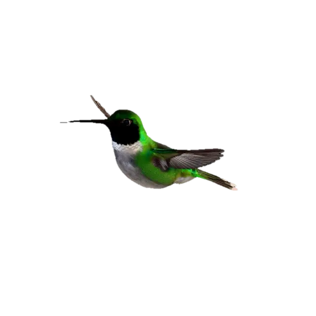 3D model for A small, vibrant Black-chinned Hummingbird, with iridescent green plumage on its back and a distinctive velvety black throat patch, hovers gracefully. Its tiny, agile body is a blur of motion, wings beating rapidly as it delicately sips nectar from a bright red hummingbird feeder. The feeder's smooth plastic contrasts with the bird's delicate, soft feathers, capturing a moment of intricate beauty and swift movement.