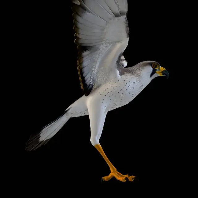 3D model for Create a low-poly falcon bird model suitable for real-time game animation. The model must be fully rig-ready with clean topology and separated parts for animation.

Requirements:

Falcon bird design (realistic but stylized low-poly)
Neutral T-pose / A-pose for rigging setup
Separate mesh objects: body, head, beak, wings (left and right), tail, legs
Wings must be properly shaped for flapping animation
No merged geometry or baked meshes
Clean edge flow optimized for deformation
Game-ready low polygon count
PBR-friendly structure (if textures are generated)
Suitable for rigging and bone assignment in Blender / game engines

Ensure proportions look like a strong flying falcon with sharp wings and aggressive posture.