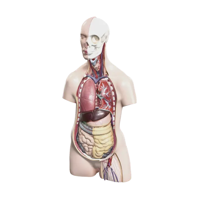 3D model for Stylized Torso Anatomy