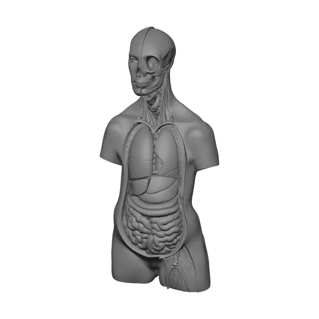 3D model for Stylized Torso Anatomy