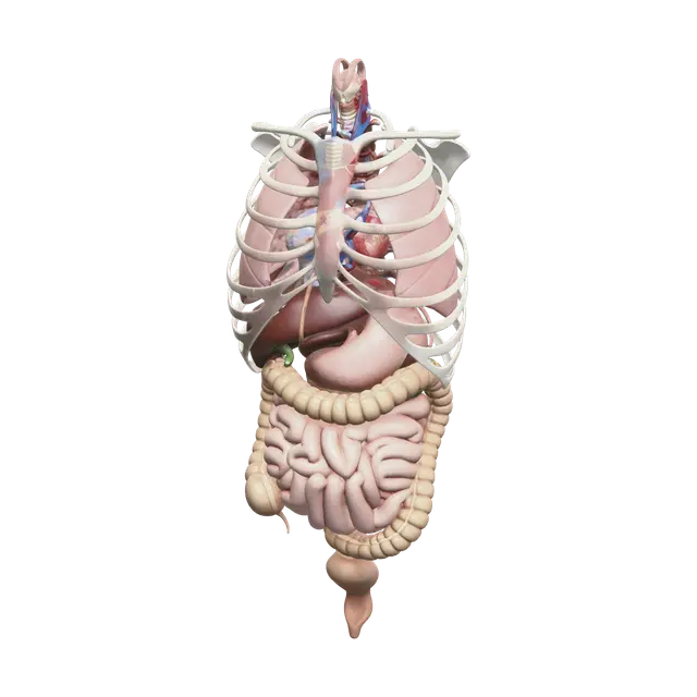 3D model for Ornate Torso Anatomy