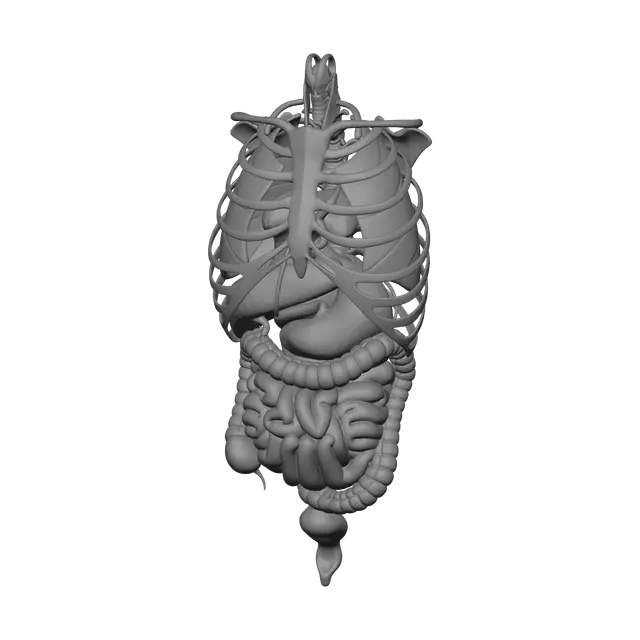 3D model for Ornate Torso Anatomy