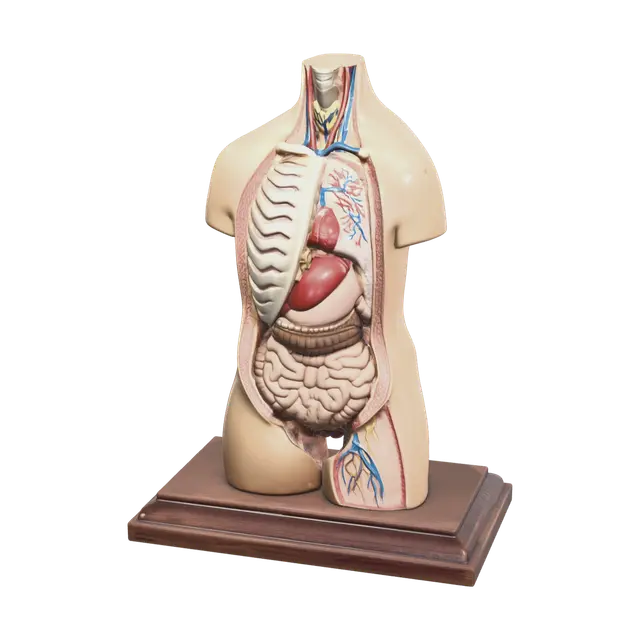3D model for Modern Torso Anatomy