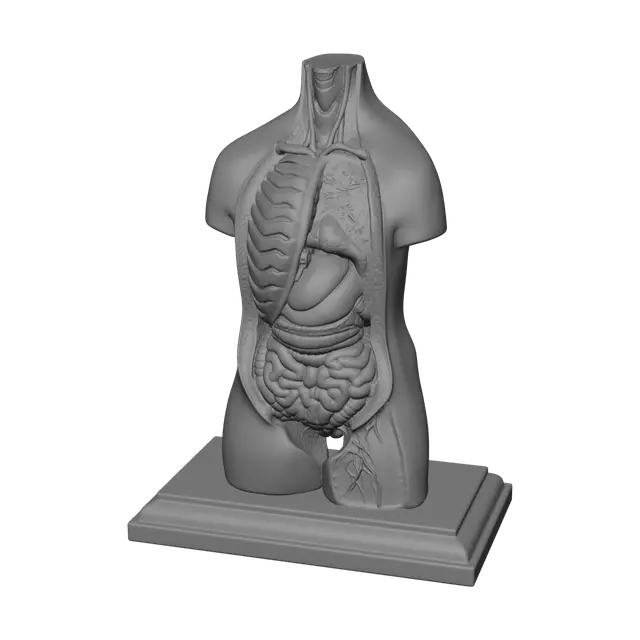 3D model for Modern Torso Anatomy