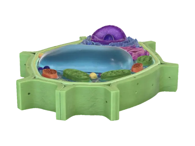 3D model for Vibrant Plant Cell Model