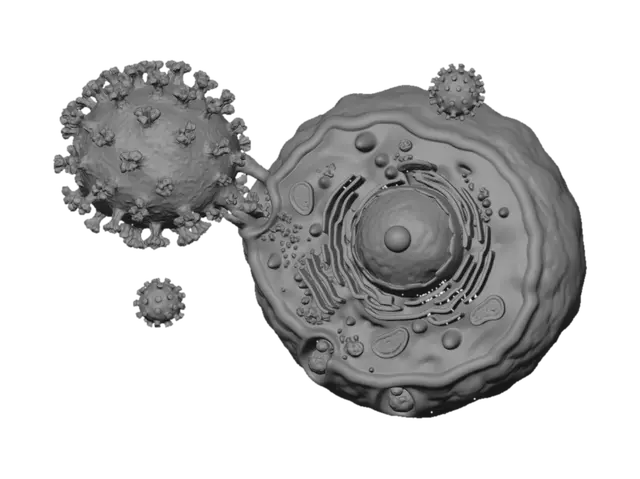 3D model for Virus Attachment to a Host Cell