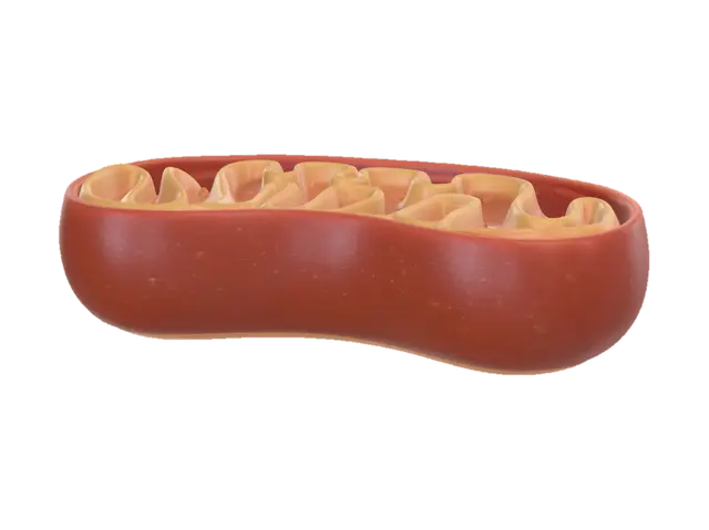 3D model for Crimson Mitochondrion